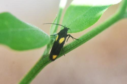 Réf. 331 019 : Scythris sinensis